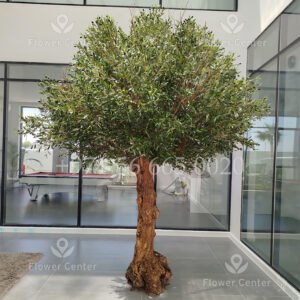 UAE wholesale olive tree installation for hotel entrance