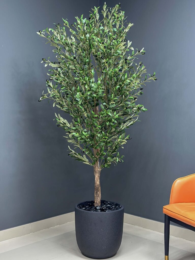 UAE wholesale olive tree