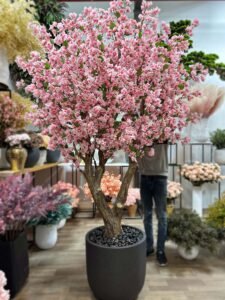 UAE wholesale boungavilia tree