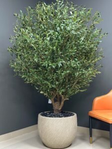UAE wholesale bonsai tree