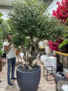 UAE wholesale olive tree