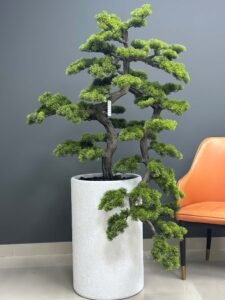 UAE wholesale bonsai tree