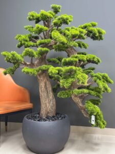 UAE wholesale bonsai tree