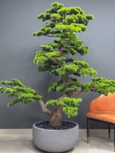 UAE wholesale bonsai tree