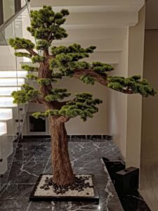 UAE wholesale bonsai tree